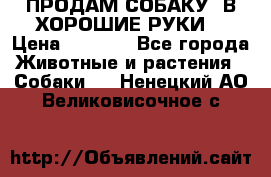 ПРОДАМ СОБАКУ  В ХОРОШИЕ РУКИ  › Цена ­ 4 000 - Все города Животные и растения » Собаки   . Ненецкий АО,Великовисочное с.